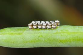 Attēlu rezultāti vaicājumam “Pentatomidae eggs”