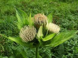 Attēlu rezultāti vaicājumam “Cirsium oleraceum leaf”