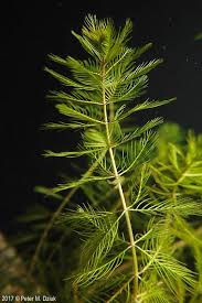 Attēlu rezultāti vaicājumam “Myriophyllum alterniflorum”