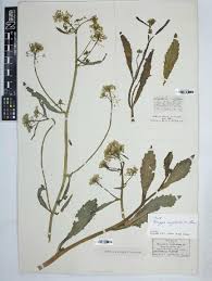 Attēlu rezultāti vaicājumam “Rorippa amphibia”