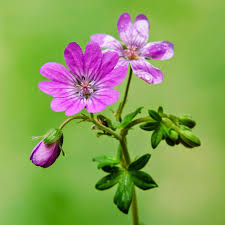 Attēlu rezultāti vaicājumam “Geranium pyrenaicum”