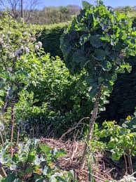 Image result for Taunton Deane