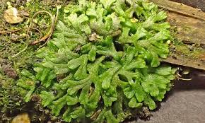 Attēlu rezultāti vaicājumam “Riccia”