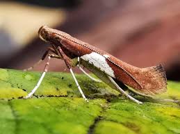 Attēlu rezultāti vaicājumam “Caloptilia stigmatella”