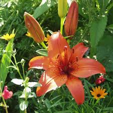 Image result for Lilie