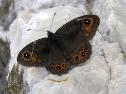 Attēlu rezultāti vaicājumam “Lasiommata maera upperside”