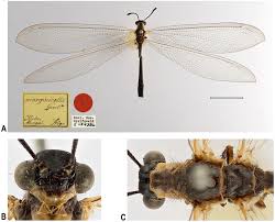 Attēlu rezultāti vaicājumam “Myrmeleontidae imago”