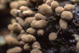 Attēlu rezultāti vaicājumam “Lycogala fuscoolearium macro”