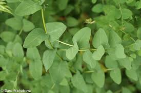 Attēlu rezultāti vaicājumam “Vicia pisiformis”