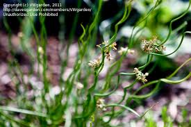 Attēlu rezultāti vaicājumam “Juncus filiformis”