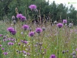 Attēlu rezultāti vaicājumam “Centaurea scabiosa flower”