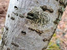 Attēlu rezultāti vaicājumam “Opegrapha atra”