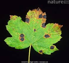 Attēlu rezultāti vaicājumam “Rhytisma acerinum”