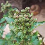 Attēlu rezultāti vaicājumam “Chenopodiaceae”