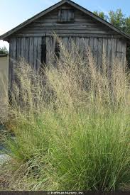 Attēlu rezultāti vaicājumam “Schistidium robustum sporophyte”