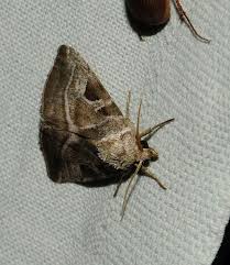 Attēlu rezultāti vaicājumam “Eucarta virgo”