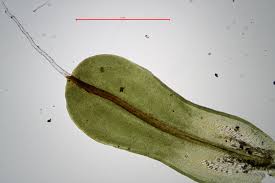 Attēlu rezultāti vaicājumam “Syntrichia virescens”