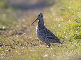 Image result for Gallinago media