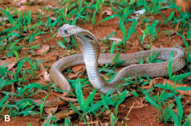 Attēlu rezultāti vaicājumam “Serpentes”