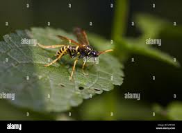 Attēlu rezultāti vaicājumam “Tenthredo scrophulariae”