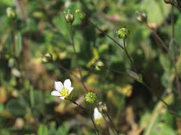 Attēlu rezultāti vaicājumam “Semioscopis avellanella”