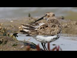 Attēlu rezultāti vaicājumam “Calidris alpina adult”
