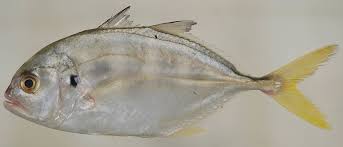 Image result for Caranx hippos