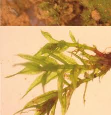 Attēlu rezultāti vaicājumam “Pohlia sphagnicola”