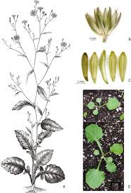 Attēlu rezultāti vaicājumam “Lapsana communis fruit”