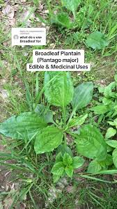 Attēlu rezultāti vaicājumam “Plantago major leaf”