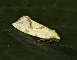 Attēlu rezultāti vaicājumam “Agapeta hamana”