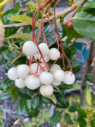 Attēlu rezultāti vaicājumam “Sorbus”