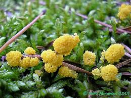 Attēlu rezultāti vaicājumam “Physarum virescens macro”