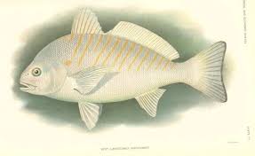 Image result for Leiostomus xanthurus
