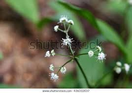 Attēlu rezultāti vaicājumam “Sanicula europaea flower”