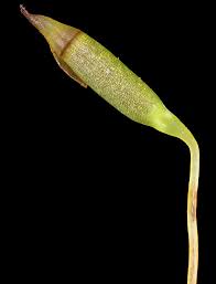 Attēlu rezultāti vaicājumam “Mnium marginatum”