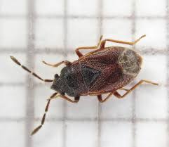 Attēlu rezultāti vaicājumam “Lygaeidae”