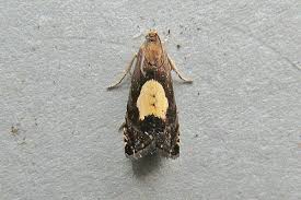 Attēlu rezultāti vaicājumam “Pammene rhediella”