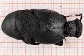 Attēlu rezultāti vaicājumam “Meloe sp.”