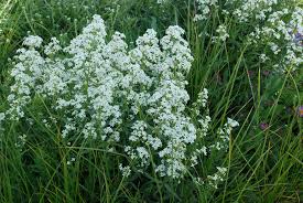 Attēlu rezultāti vaicājumam “Galium boreale flower”