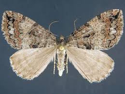 Attēlu rezultāti vaicājumam “Hydriomena furcata”