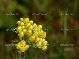 Attēlu rezultāti vaicājumam “Helichrysum arenarium flower”