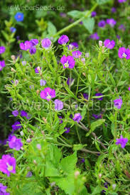 Image result for Legousia speculum-veneris