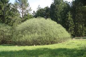 Attēlu rezultāti vaicājumam “Salix rosmarinifolia”