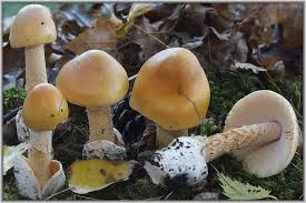 Attēlu rezultāti vaicājumam “Amanita crocea”