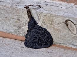 Attēlu rezultāti vaicājumam “Lindbladia tubulina”