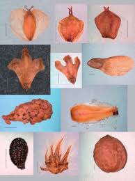 Attēlu rezultāti vaicājumam “Betula nana female flower”