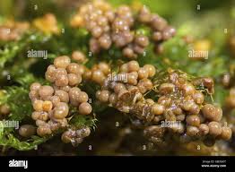 Attēlu rezultāti vaicājumam “Diderma effusum young”