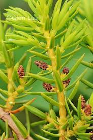 Attēlu rezultāti vaicājumam “Juniperus communis male flower”