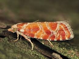 Attēlu rezultāti vaicājumam “Rhyacionia pinicolana”